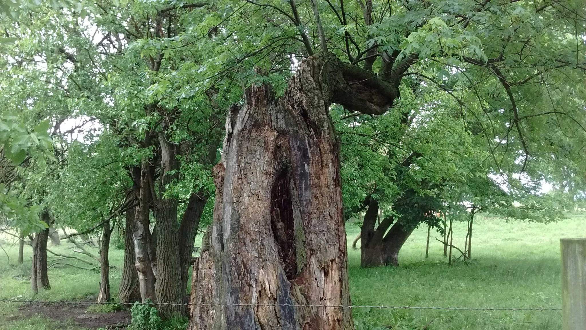 treehouse